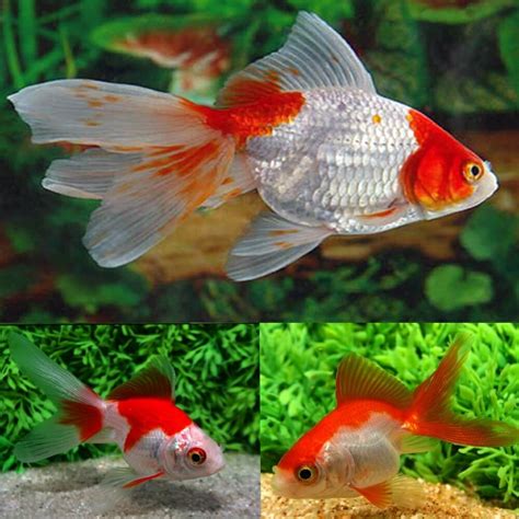 Goldfish Fantail Red White Carassius Auratus Cm Aquarium Central
