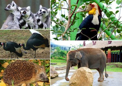 Review Of Gambar Hewan Hewan Di Kebun Binatang References