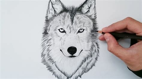 🐺 ¿cómo Dibujar Un Lobo Realista Así Lo Hace Un Experto Curso Crehana