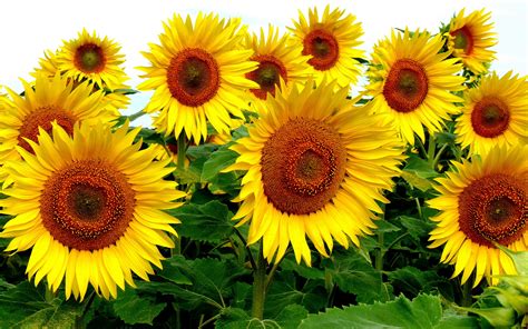 Sunflower Yellow Flowers Plants 4k Hd Desktop Wallpapers