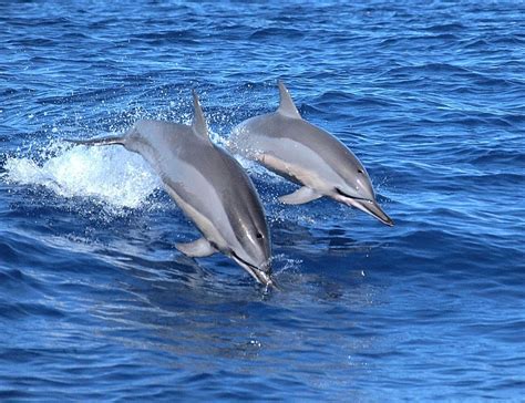 Dolphins And Their Interestingly Aggressive Sexual Drive — The Second