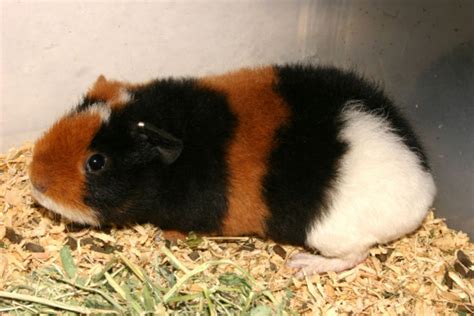 Teddy Guinea Pig Facts