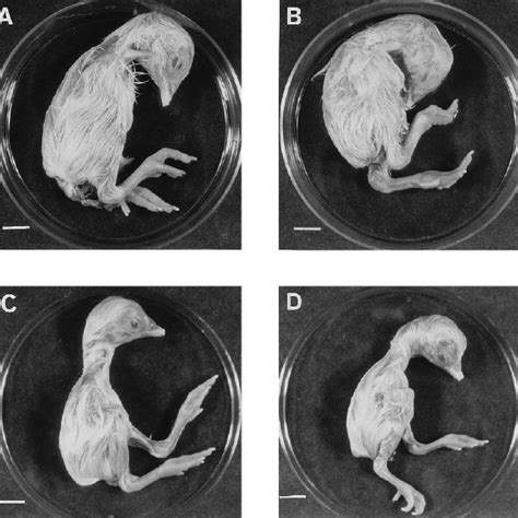 Morbidity Of Mycoplasma Infected Chicken Embryos A Uninfected