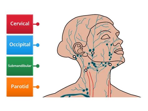 Lymph Nodes Of The Head Labelled Diagram