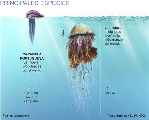 Infografia Periodistica Y Diseño Gráfico Así Son Las Medusas