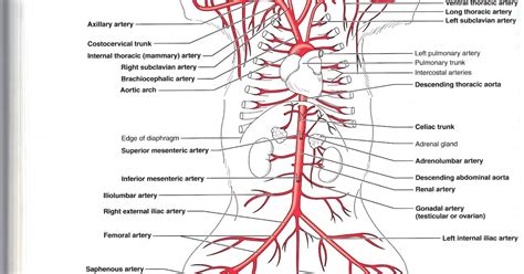 Jennifer Kersey E Portfolio Bio211 Objective 31 And 32 Major Veins And