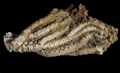 Major Shift In Marine Life Occurred Million Years Later In The South