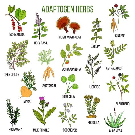 The Ultimate Guide To Adaptogens Everything You Need To Know Metta Beverage Inc Magic Herbs