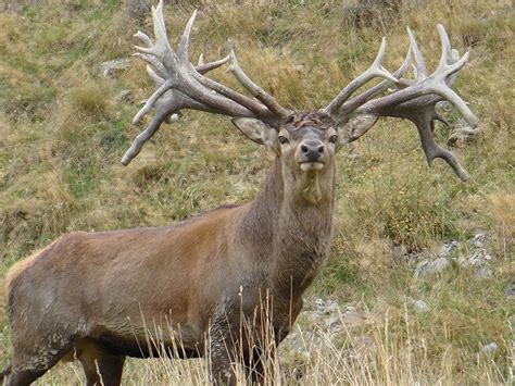 Red Deer A Guide To Irelands Protected Habitats And Species