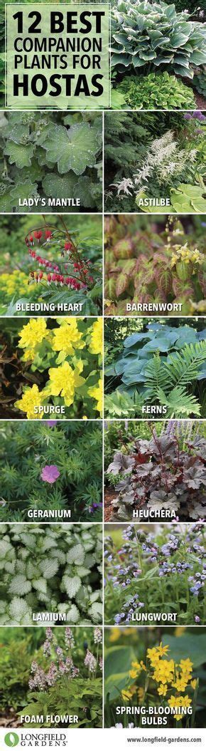 12 Best Companion Plants For Hostas Longfield Gardens Longfield