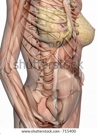 Muscles of the torso medical editioneach muscle of the torso is textured and has the correct origin and insertion points. Anatomically Correct Medical Model Human Body Stock Illustration 715406 - Shutterstock