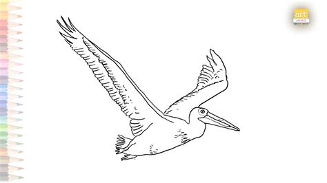 American White Pelican Drawing How To Draw Flying American White