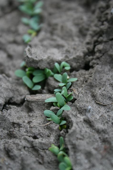 Developing Good Alfalfa Stand Establishment Alforex Seeds