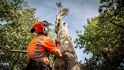 Tree Surgeons Palm Beach County Pro Tree Trimming And Removal Team