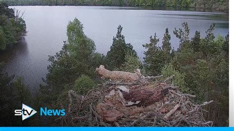 Perthshire Wildlife Centre Eagerly Await Arrival Of Osprey Chicks Youtube