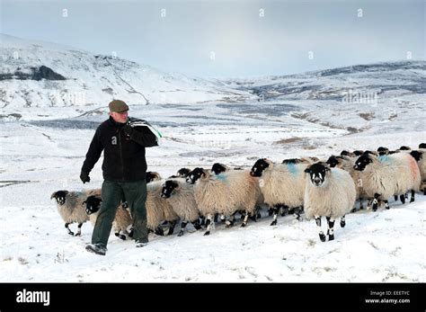 Shepherd Leading A Flock Of Sheep Across Snowy Moorland North