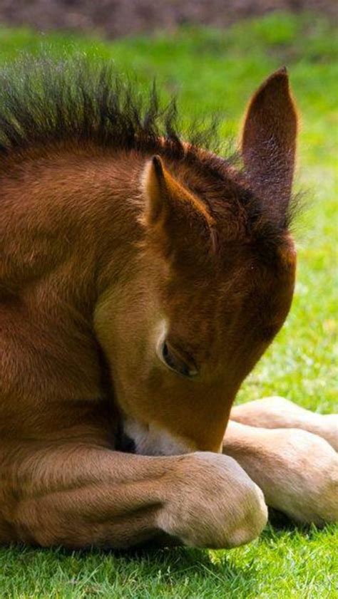 100 Cute Baby Animals Baby Animals Horse And Trainers