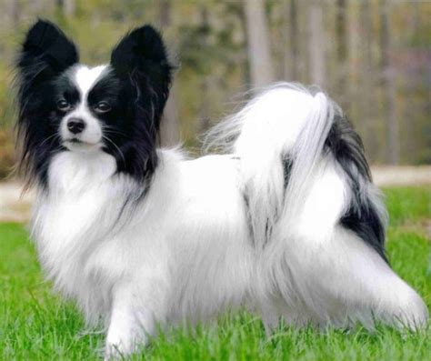 Papillon Dog Breed “cutest And Smartest T For Everyone” Pouted Magazine