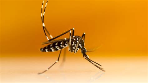 S Asian Tiger Mosquito Why You Might Encounter This Flying Nuisance