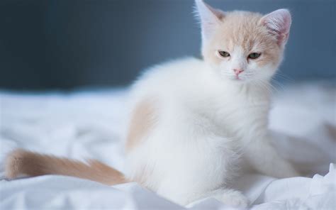 Kitten White Cute Hd Desktop Wallpapers 4k Hd