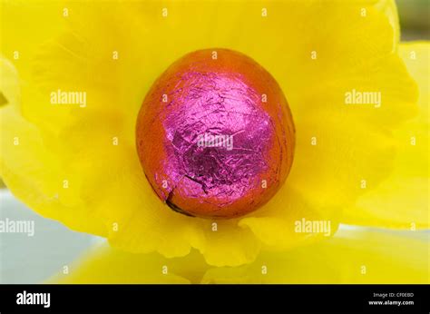 Coloured Foil Wrapped Mini Easter Eggs Framed By A Daffodil Stock Photo