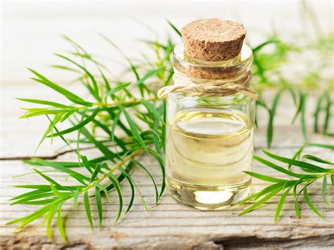 10 Benefits Of Tea Tree Oil And How To Use It Spy
