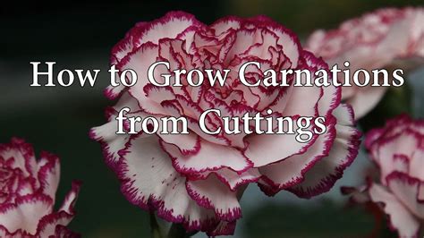 With a carnation, you want to make sure if you are cutting them for a bouquet that you do it in the morning when the bloom is still closed, this will ensure. How to Grow (Propagate) Carnations or Dianthus) from ...