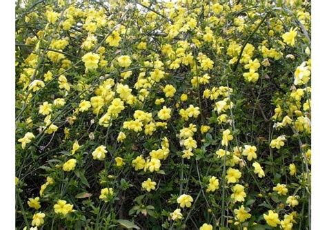 Primrose Jasmine Bushes Make Nice Hedges An Evergreen Shrub With