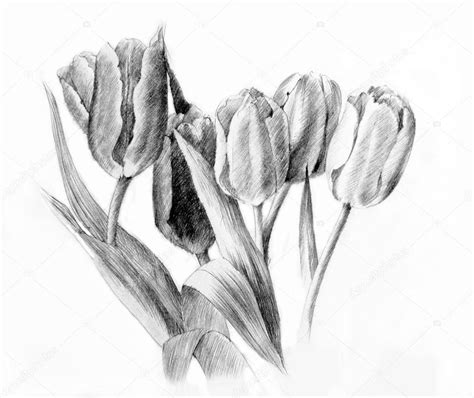 Tulipanes Dibujo A Lápiz Fotografía De Stock © Piyasheva 24426317