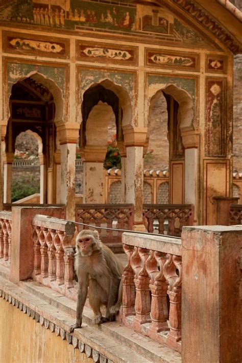 India Incredible — The Monkey Temple Jaipur India Incredible India