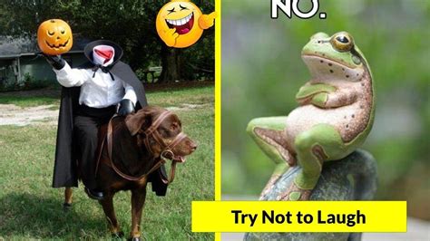 Funny Animals That Will Make You Laugh Funny Animals Laugh Funny
