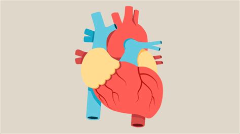 Anatomy Of A Human Heart