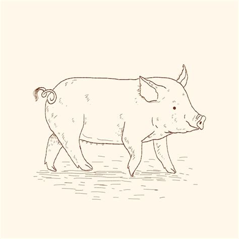 Free Vector Hand Drawn Pig Outline Illustration