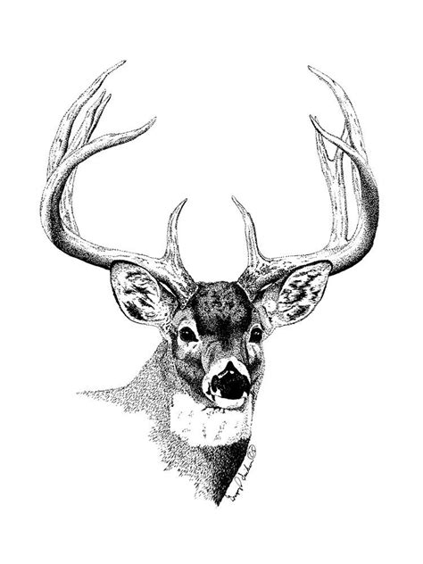 2h, hb, 2b erasers regular and kneaded one of the themes to draw that can help you learn the most is: Deer Pencil Drawing at GetDrawings | Free download