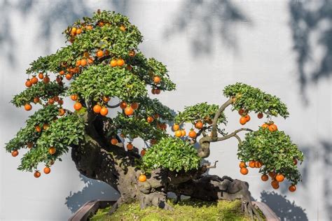 Best Bonsai Fruit Trees How To Grow And Care Florgeous