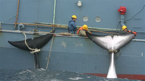 50 Years Ago Us Commercial Whaling Was Coming To An End
