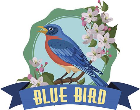Top 60 Bluebird Clip Art Vector Graphics And Illustrations Istock