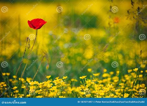 Beautiful Spring Meadow Red Poppy Flowers White Chamomile Flower And