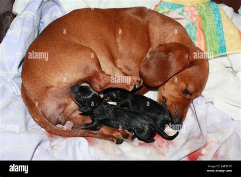 One of the world's best loved dog breeds, the Miniature Dachshund