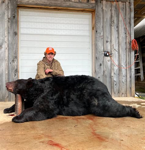 Hunter Tags Massive 695 Pound Record Black Bear