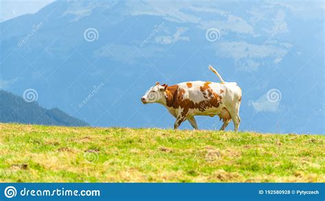 Cow Grazing On Lush Green Alpine Meadows Austrian Alps Austria Stock