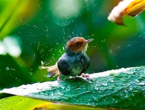 أجمل اللقطات الرائعة للطيور تحت المطر 30 صورة