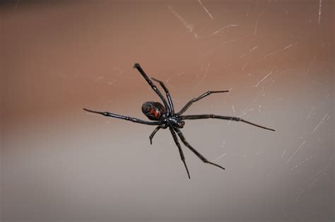 Black Widow Spider Web Arachnid Poisonous Venom Free Image From