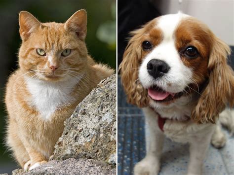 Cats Vs Dogs Scientists Confirm That Felines Are Better