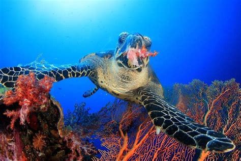 From Oceana Happy Turtletuesday This Hawksbill Sea
