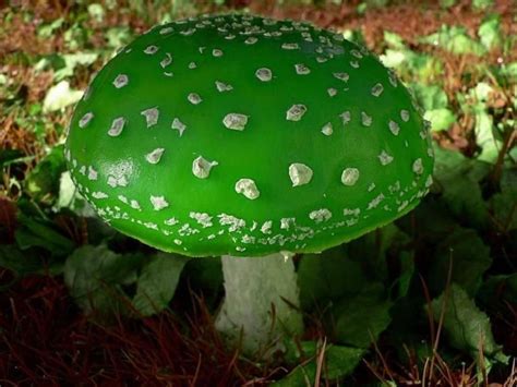 Amanita Viridis Rare Mushroom Photo From Steve Reekie Flickr