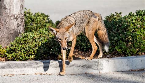 New York Warns Residents Of Coyote Encounters Great Lakes Echo