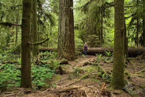 Where To Find Most Beautiful Old Growth Forests Vancouver Island