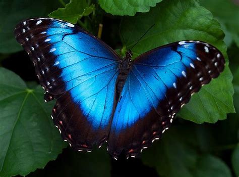 Blue Morpho Butterfly Blue Morpho Butterfly Morpho Butterfly Most
