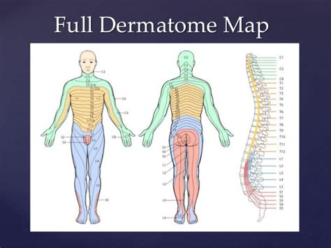 Special Test For Dermatomes And Myotomes Mangas Chiropractic